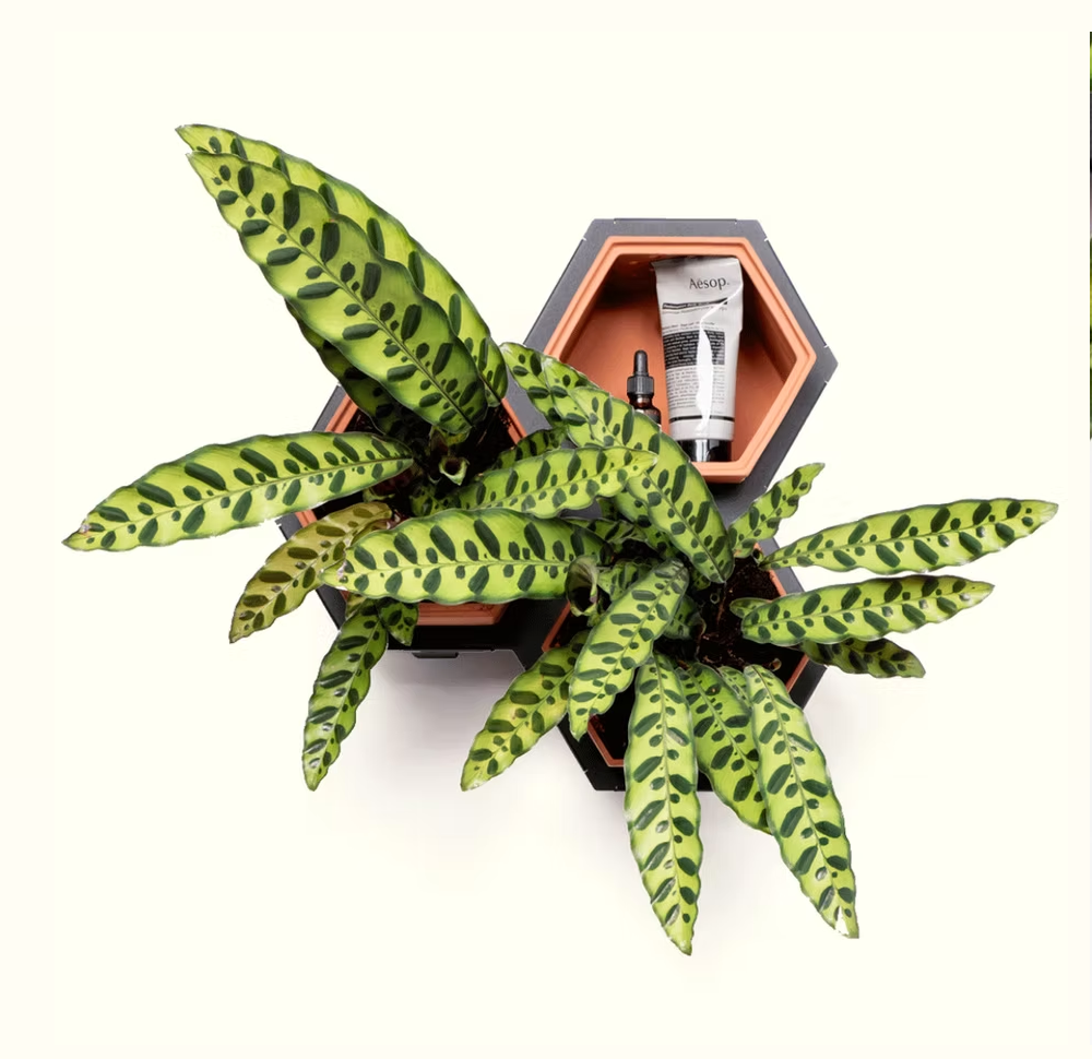 Calathea 1.png