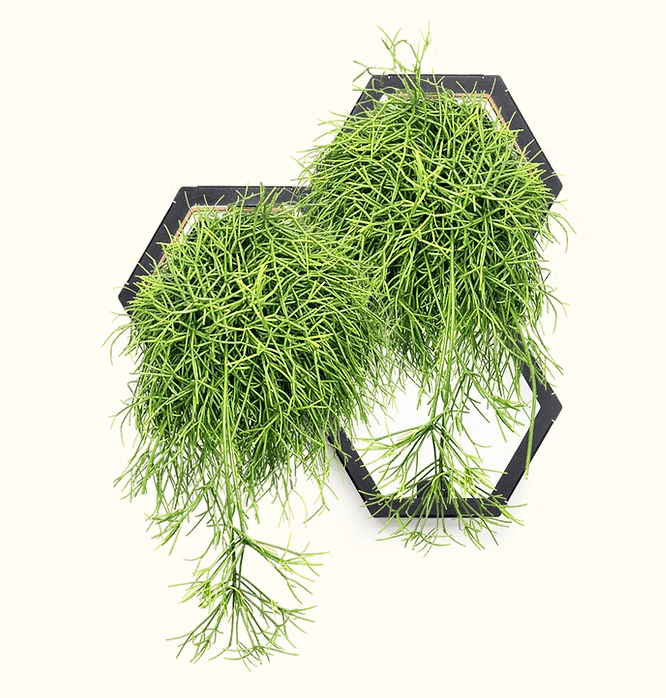 Horticus Mini Living Wall Kit