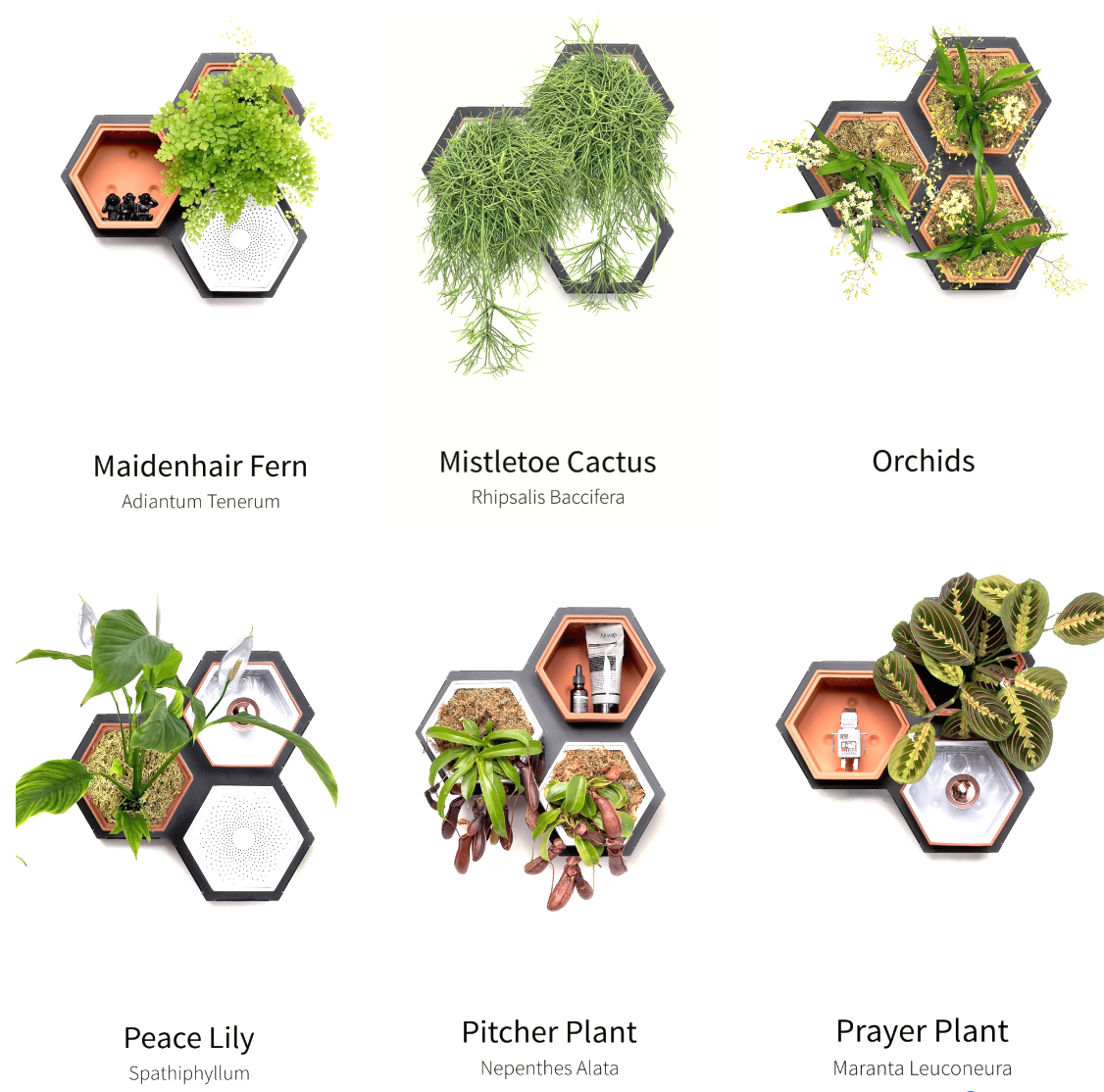 Horticus Small Living Wall Kit