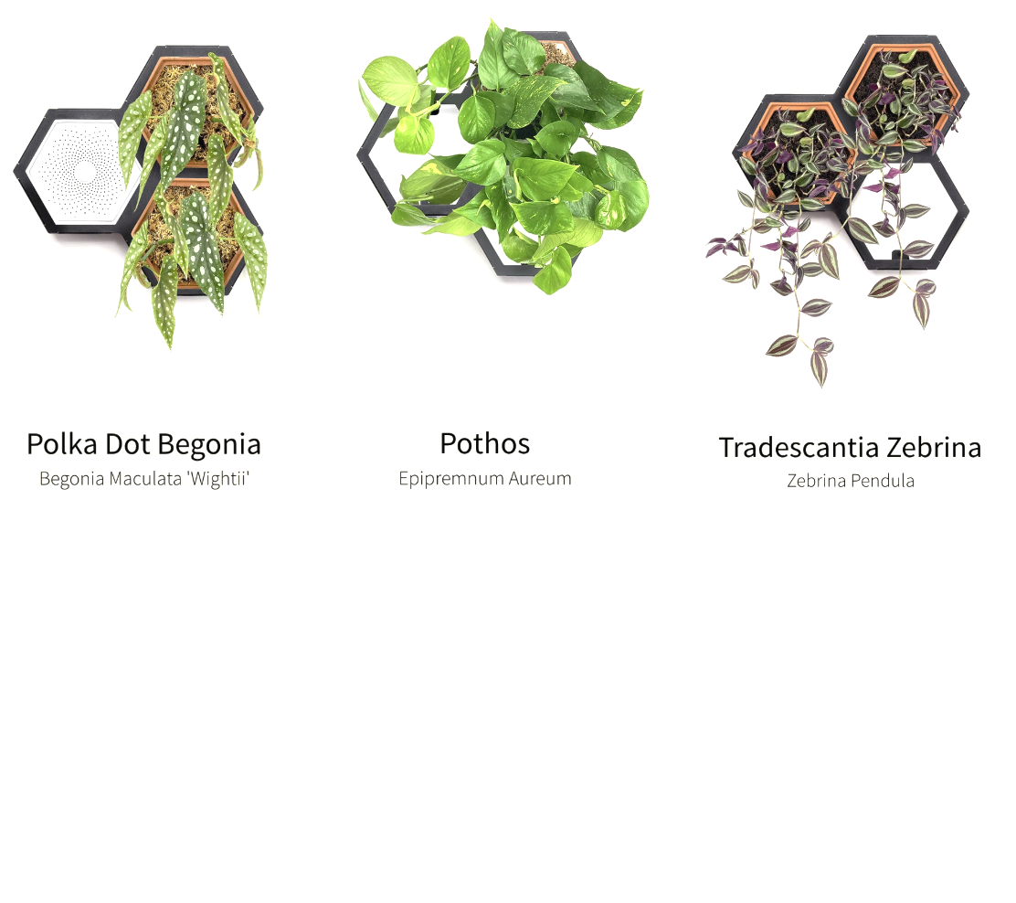 Horticus Small Living Wall Kit