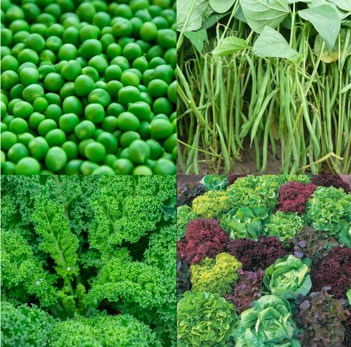 West Kent 12 Pod Smart Garden Essential