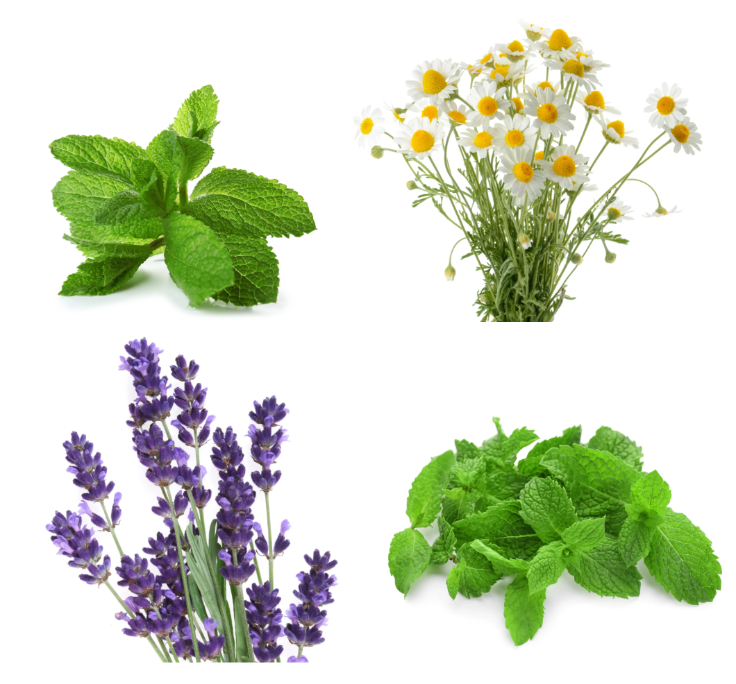 West Kent 15 Pod Smart Garden Pro