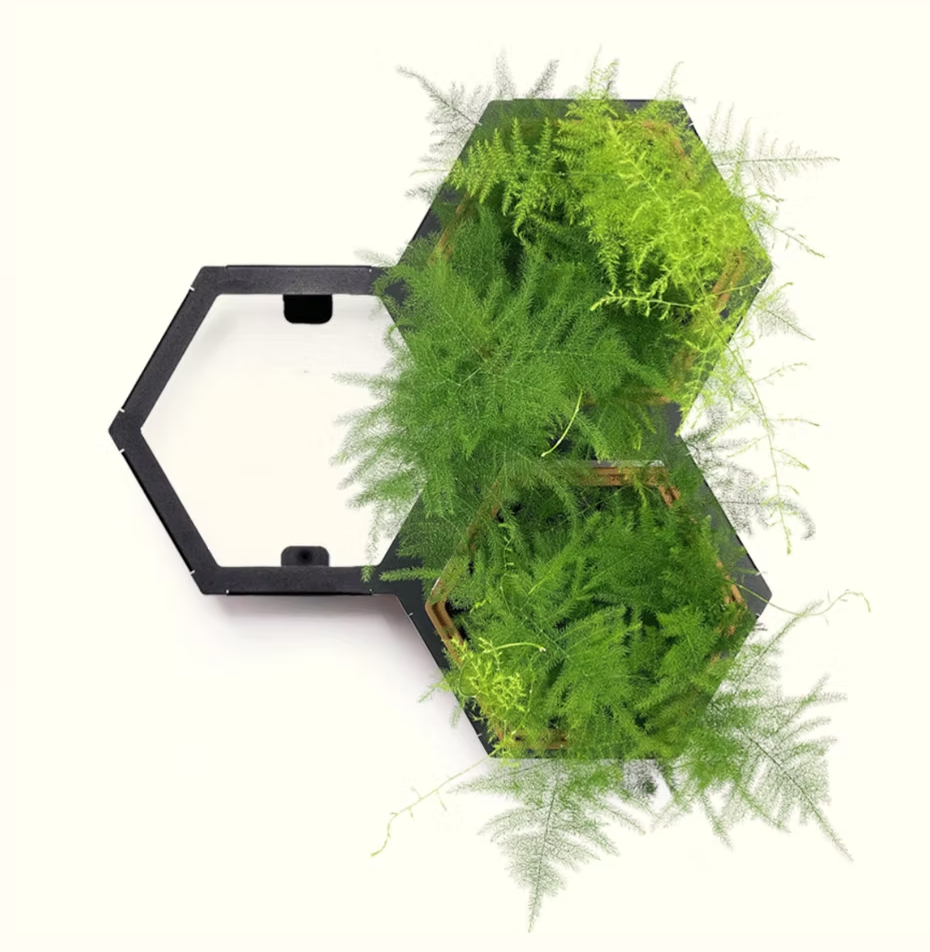 Asparagus fern 1.png