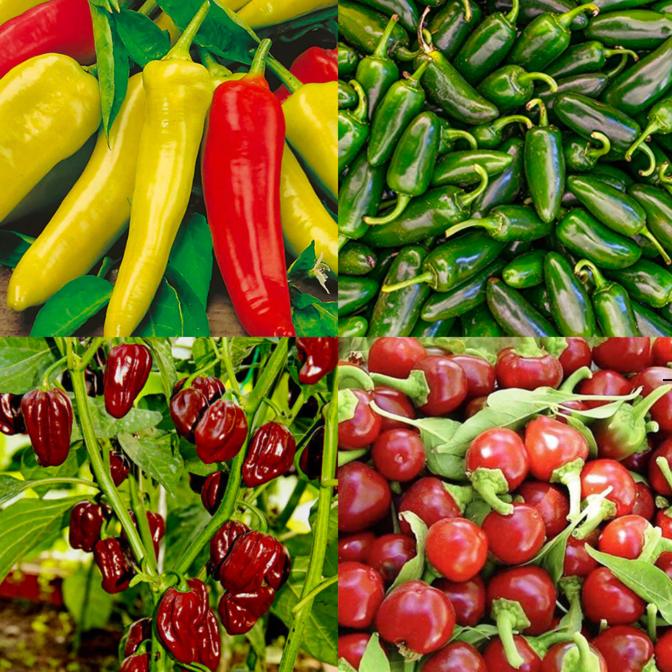 West Kent 15 Pod Smart Garden Pro