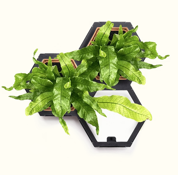 Horticus Mini Living Wall Kit