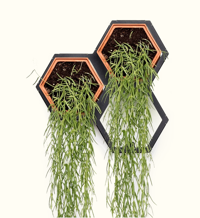 Horticus Mini Living Wall Kit