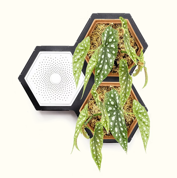 Horticus Mini Living Wall Kit