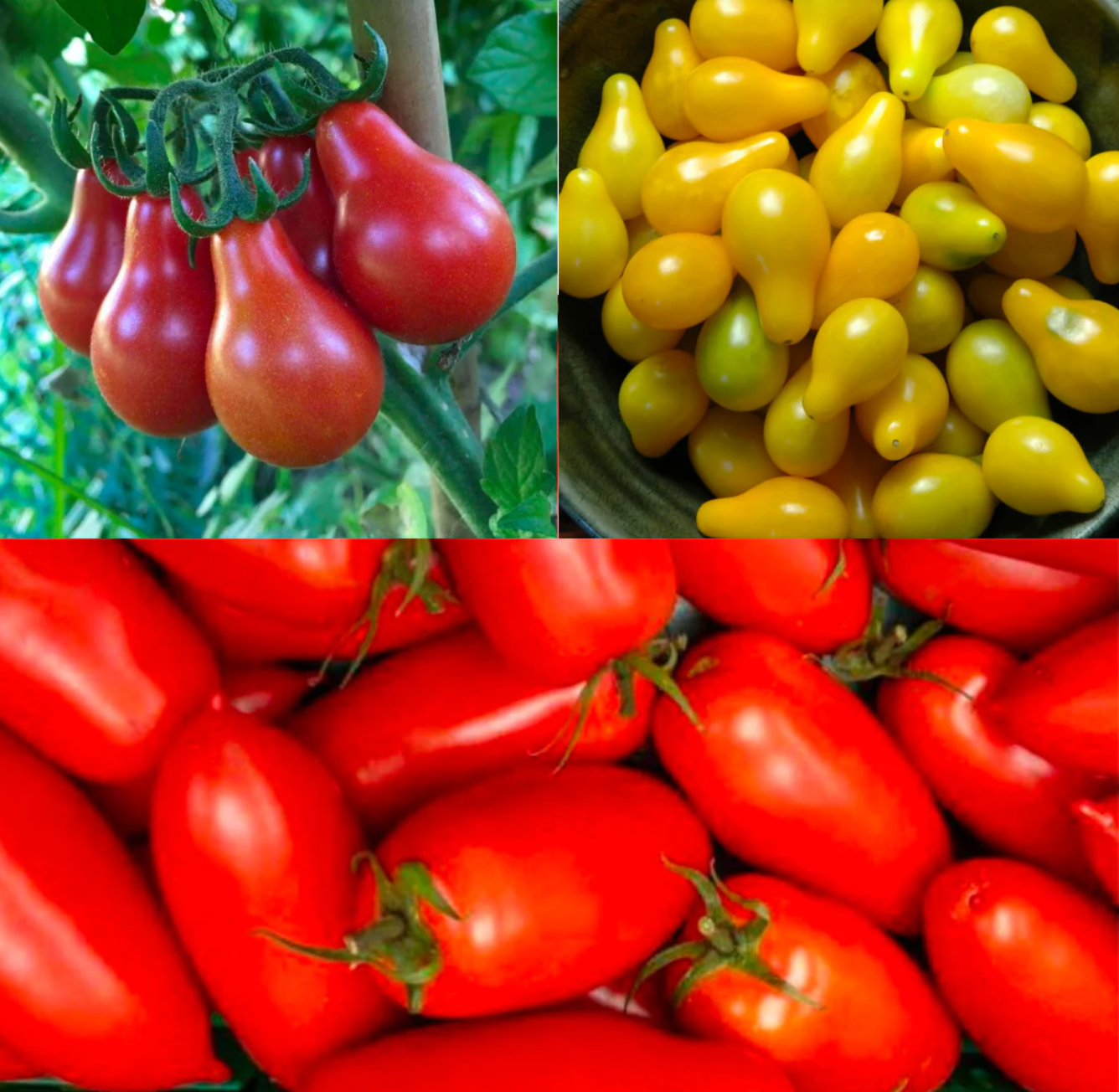 West Kent 15 Pod Smart Garden Pro