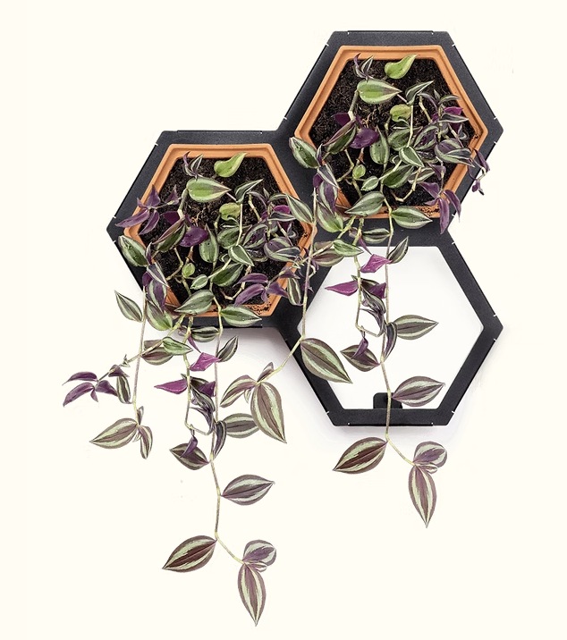 Horticus Mini Living Wall Kit